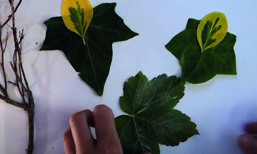Making pictures from leaves with Georgia